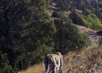 Jenerasyonu tehlike altındaki Anadolu leoparı fotokapanda